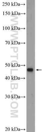 Beta Arrestin 2 Antibody in Western Blot (WB)