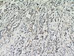 AKT Antibody in Immunohistochemistry (Paraffin) (IHC (P))