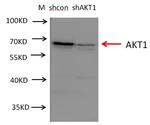 AKT Antibody in Western Blot (WB)