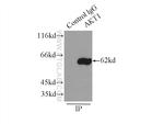 AKT Antibody in Immunoprecipitation (IP)