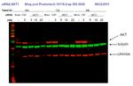 AKT Antibody in Western Blot (WB)