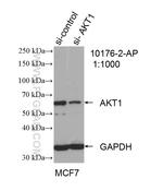 AKT Antibody in Western Blot (WB)