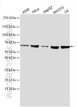 AKT Antibody in Western Blot (WB)