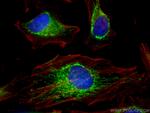 Mitofilin Antibody in Immunocytochemistry (ICC/IF)