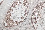 Mitofilin Antibody in Immunohistochemistry (Paraffin) (IHC (P))