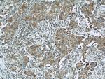 Mitofilin Antibody in Immunohistochemistry (Paraffin) (IHC (P))