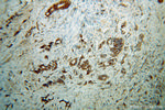 Mitofilin Antibody in Immunohistochemistry (Paraffin) (IHC (P))