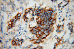 Mitofilin Antibody in Immunohistochemistry (Paraffin) (IHC (P))