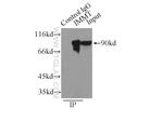 Mitofilin Antibody in Immunoprecipitation (IP)