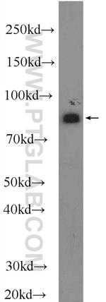 Mitofilin Antibody in Western Blot (WB)