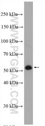 ATG5 Antibody in Western Blot (WB)