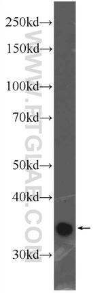 ATG5 Antibody in Western Blot (WB)