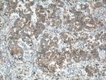 DCTN5 Antibody in Immunohistochemistry (Paraffin) (IHC (P))