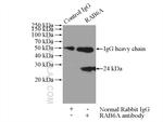 RAB6A Antibody in Immunoprecipitation (IP)