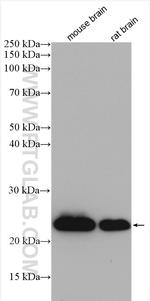 RAB6A Antibody in Western Blot (WB)