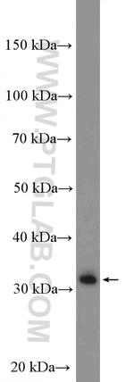 IGFBP3 Antibody in Western Blot (WB)