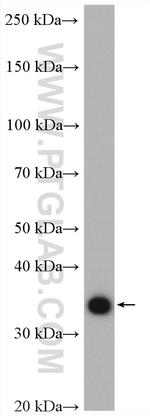 IGFBP3 Antibody in Western Blot (WB)