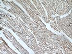 DFF45/DFFA Antibody in Immunohistochemistry (Paraffin) (IHC (P))