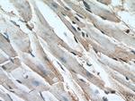 DFF45/DFFA Antibody in Immunohistochemistry (Paraffin) (IHC (P))