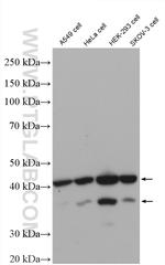 DFF45/DFFA Antibody in Western Blot (WB)