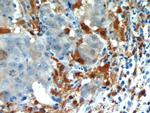 CAPG Antibody in Immunohistochemistry (Paraffin) (IHC (P))