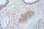 CAPG Antibody in Immunohistochemistry (Paraffin) (IHC (P))