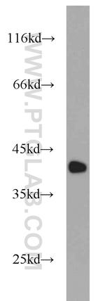 CAPG Antibody in Western Blot (WB)