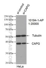 CAPG Antibody in Western Blot (WB)