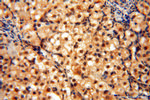 RUVBL2 Antibody in Immunohistochemistry (Paraffin) (IHC (P))