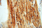 RUVBL2 Antibody in Immunohistochemistry (Paraffin) (IHC (P))