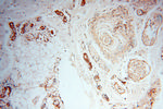 RUVBL2 Antibody in Immunohistochemistry (Paraffin) (IHC (P))