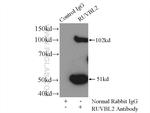 RUVBL2 Antibody in Immunoprecipitation (IP)