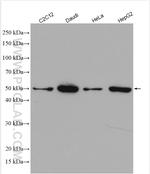 RUVBL2 Antibody in Western Blot (WB)