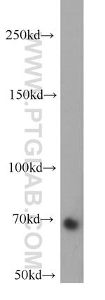 RBM14 Antibody in Western Blot (WB)