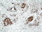 HDAC1 Antibody in Immunohistochemistry (Paraffin) (IHC (P))