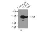 HDAC1 Antibody in Immunoprecipitation (IP)