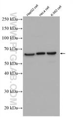 HDAC1 Antibody in Western Blot (WB)