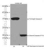 Caspase 6/p18/p11 Antibody in Western Blot (WB)