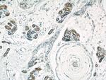 Caspase 6/p18/p11 Antibody in Immunohistochemistry (Paraffin) (IHC (P))