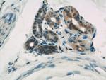 Caspase 6/p18/p11 Antibody in Immunohistochemistry (Paraffin) (IHC (P))