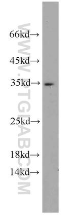 Caspase 6/p18/p11 Antibody in Western Blot (WB)