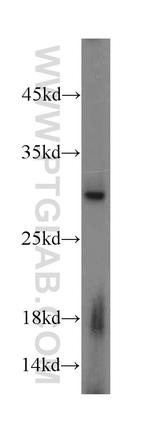 Caspase 6/p18/p11 Antibody in Western Blot (WB)