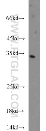 Caspase 6/p18/p11 Antibody in Western Blot (WB)