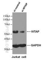 WTAP Antibody in Western Blot (WB)