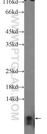 Ubiquitin Antibody in Western Blot (WB)