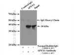 APEX1 Antibody in Immunoprecipitation (IP)