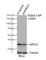 APEX1 Antibody in Western Blot (WB)