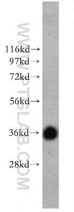 APEX1 Antibody in Western Blot (WB)