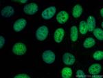 PCNA Antibody in Immunocytochemistry (ICC/IF)