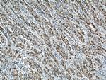 PCNA Antibody in Immunohistochemistry (Paraffin) (IHC (P))